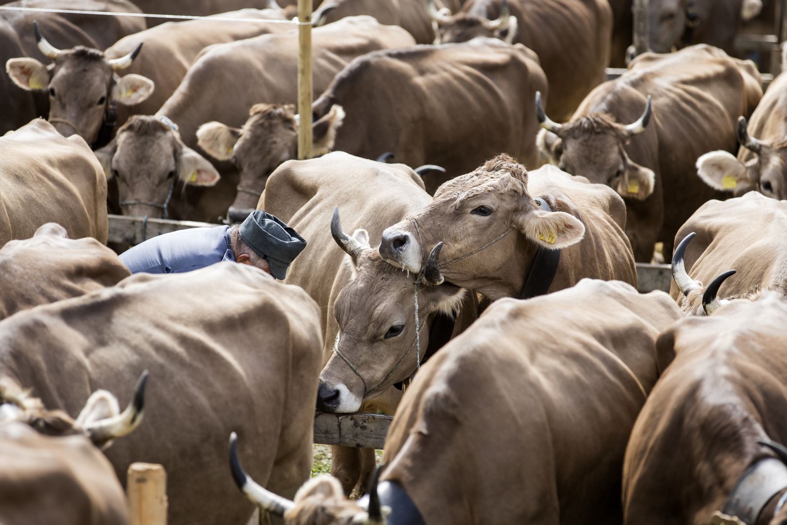 Alexandra Wey/picture-alliance/KEYSTONE Animal husbandry must become more sustainable – cows on display in Switzerland.