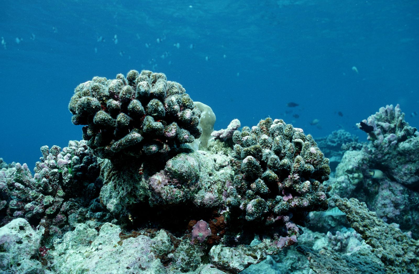 Dead coral reef near the Maldives in the Indian Ocean.