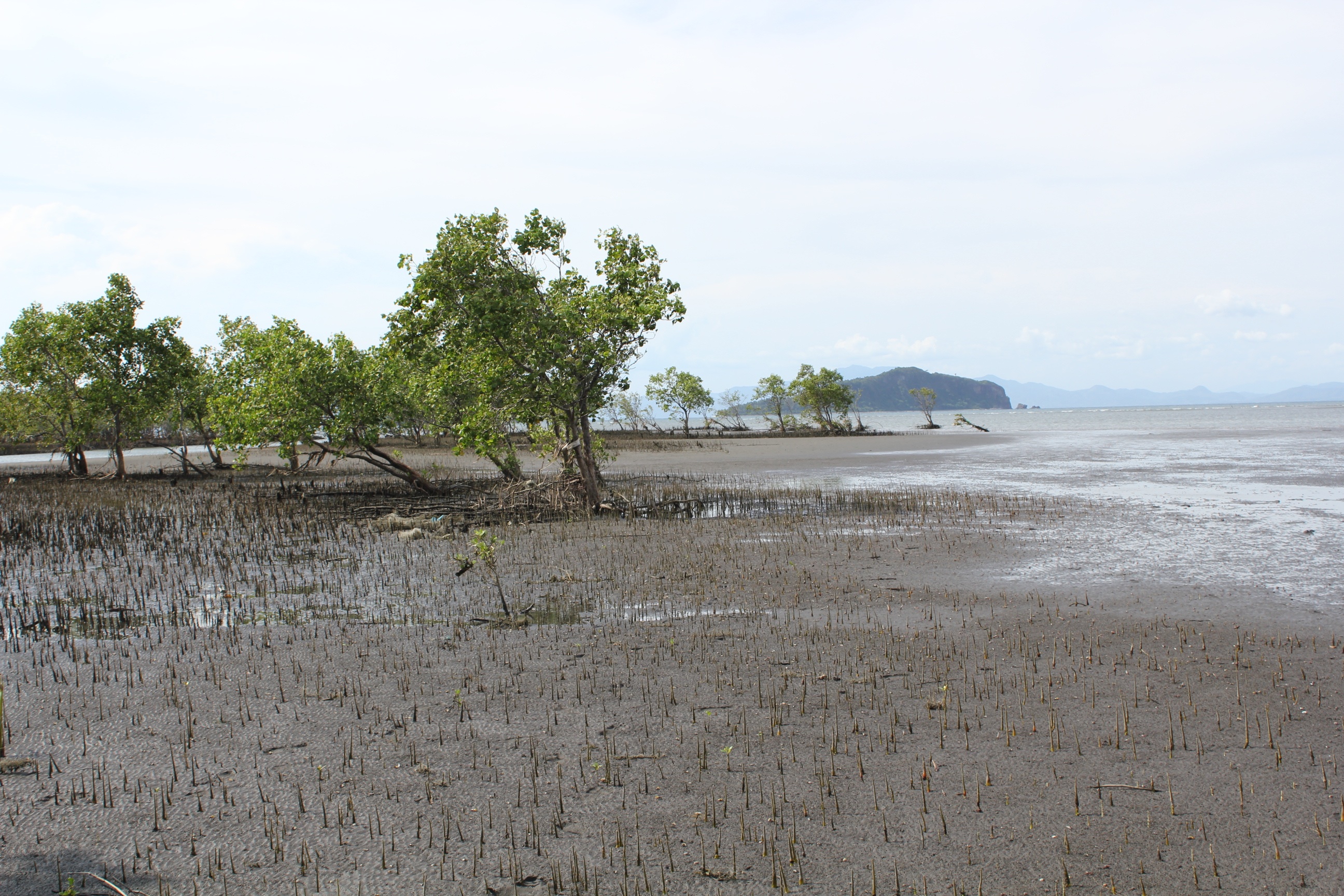 Conservation International unterstützt die Wiederaufforstung von Mangrovenwäldern entlang der philippinischen Verde Island Passage.