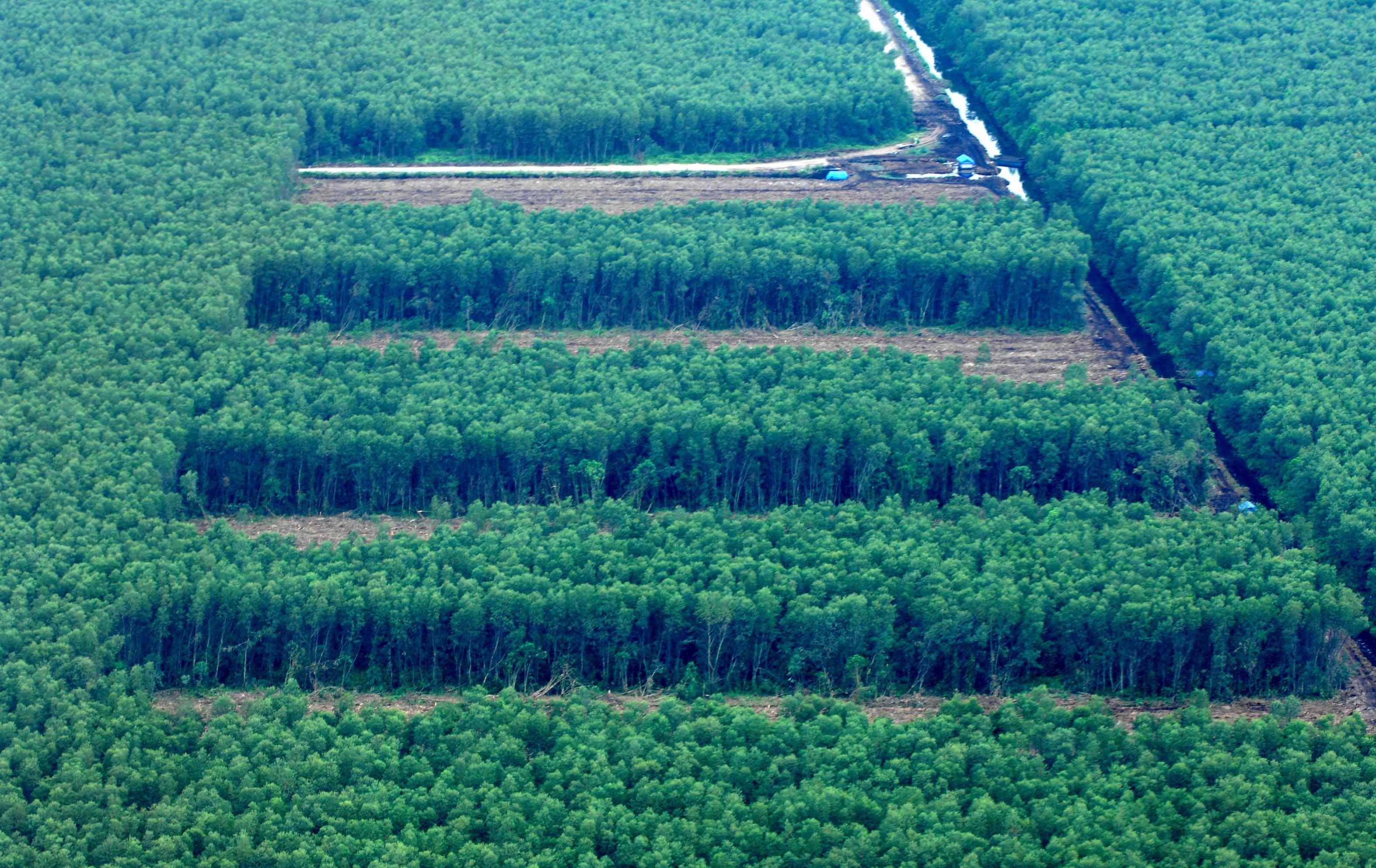 Photoshot/picture-alliance/dpa Deforestation of the rainforest for palm oil plantations in Sumatra.