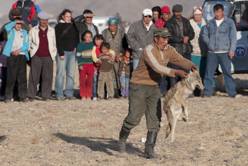Wolves are not treated kindly in Mongolia. Here, a cub is thrown into a ring to lure eagles at a hunting festival.