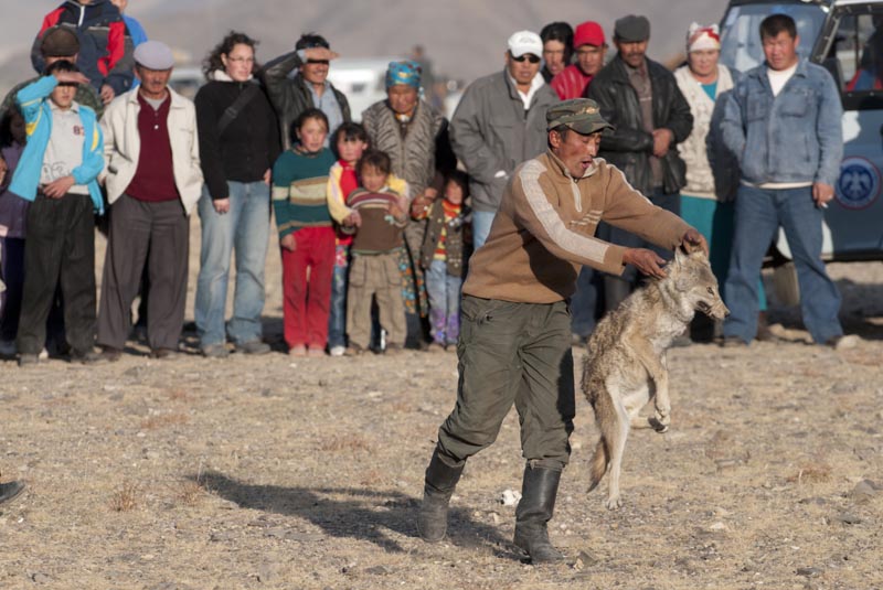 Tipling/Lineair Wolves are not treated kindly in Mongolia. Here, a cub is thrown into a ring to lure eagles at a hunting festival.