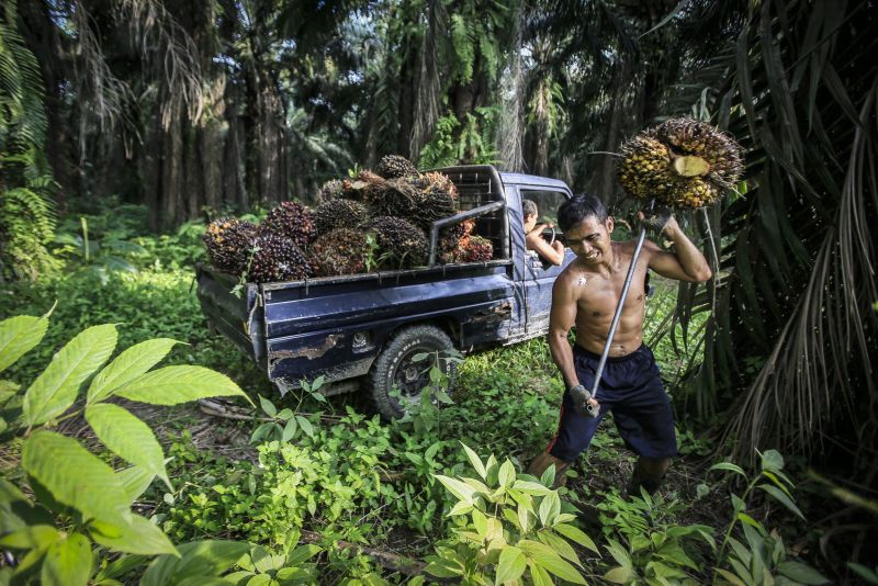 Harvest worker on an Indonesian oil palm plantation.