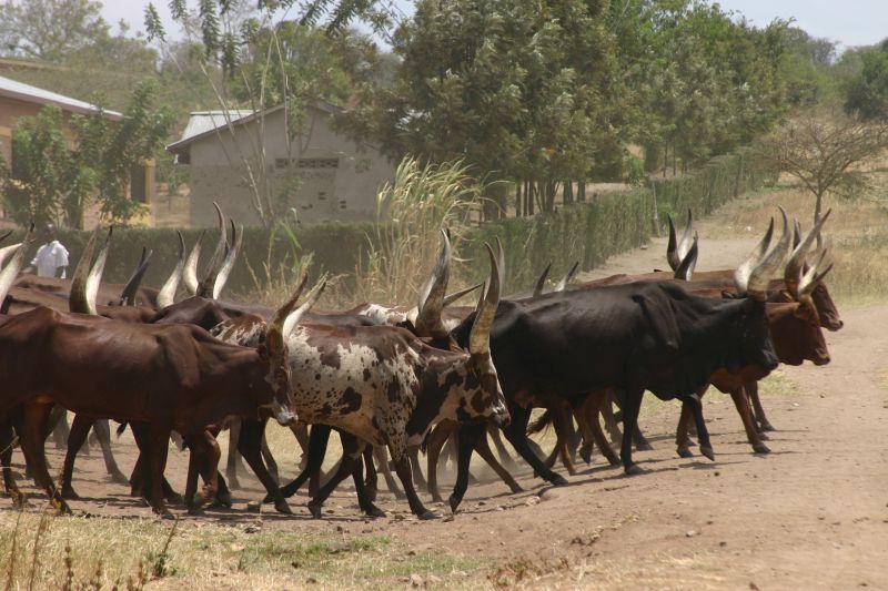 East Africa produces milk and meat itself and imposes high import duties on foreign products: cattle in Rwanda.