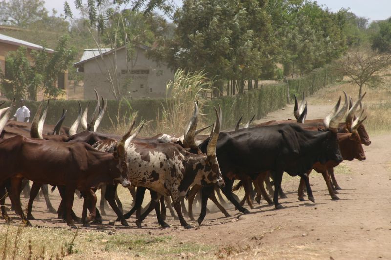 kd East Africa produces milk and meat itself and imposes high import duties on foreign products: cattle in Rwanda.