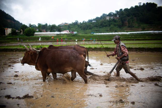 Kleinbauern mit traditionellen Methoden wie hier in Nepal kommt beim agrarökonomischen Umbau der Landwirtschaft eine wichtige Rolle zu.
