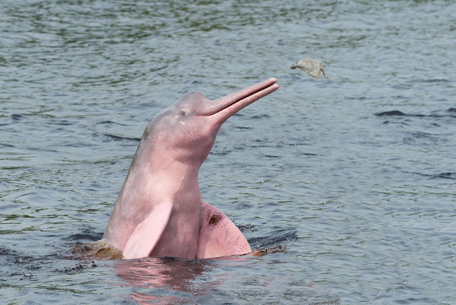 Lineair Pink dolphins live in the Amazon.