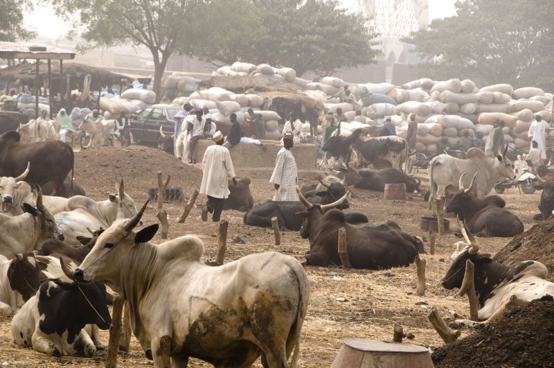 Pastoralists depend on water resources too: livestock market in Kano State.