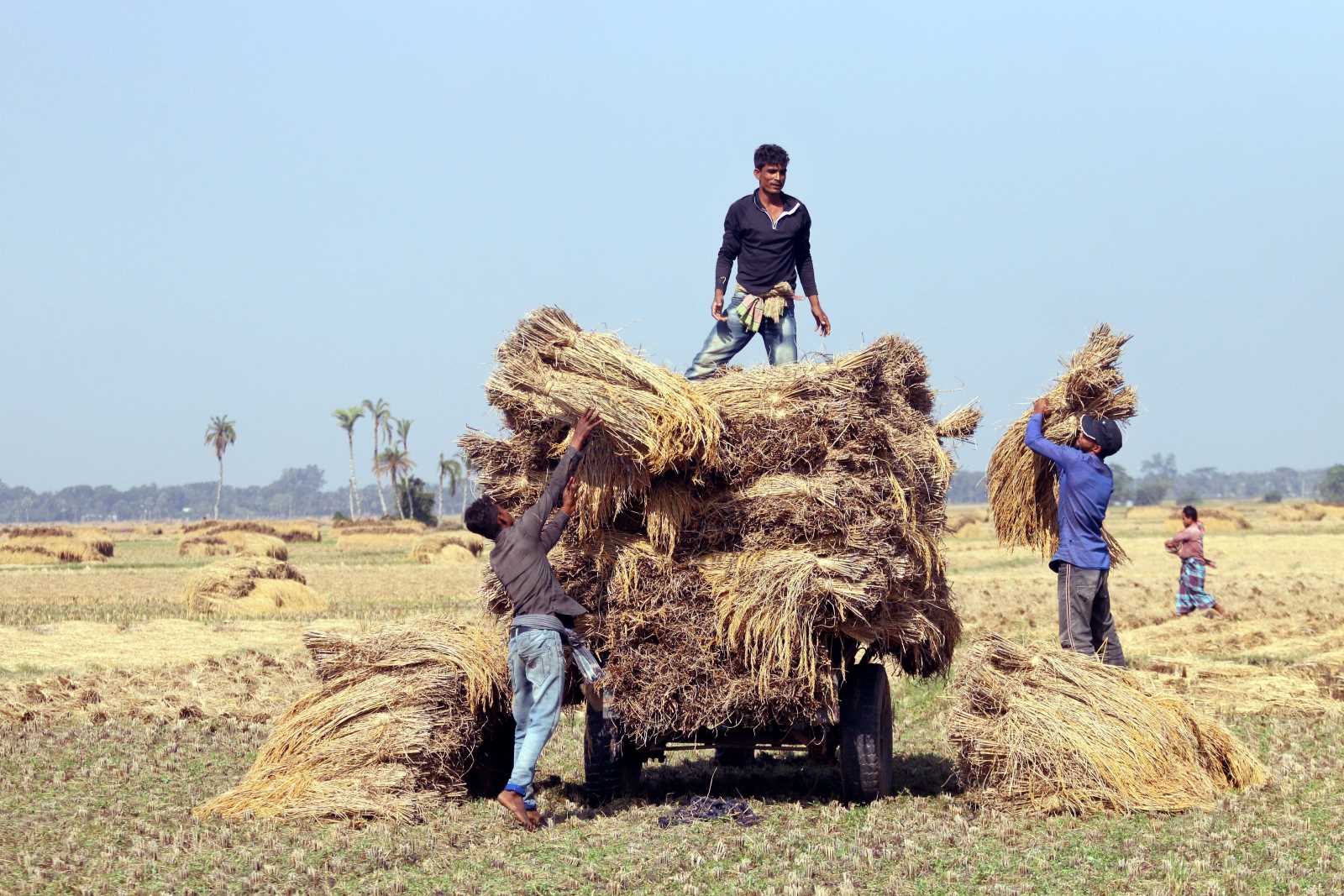 Farmers need protection against climate risks: Harvesting rice in Bangladesh.
