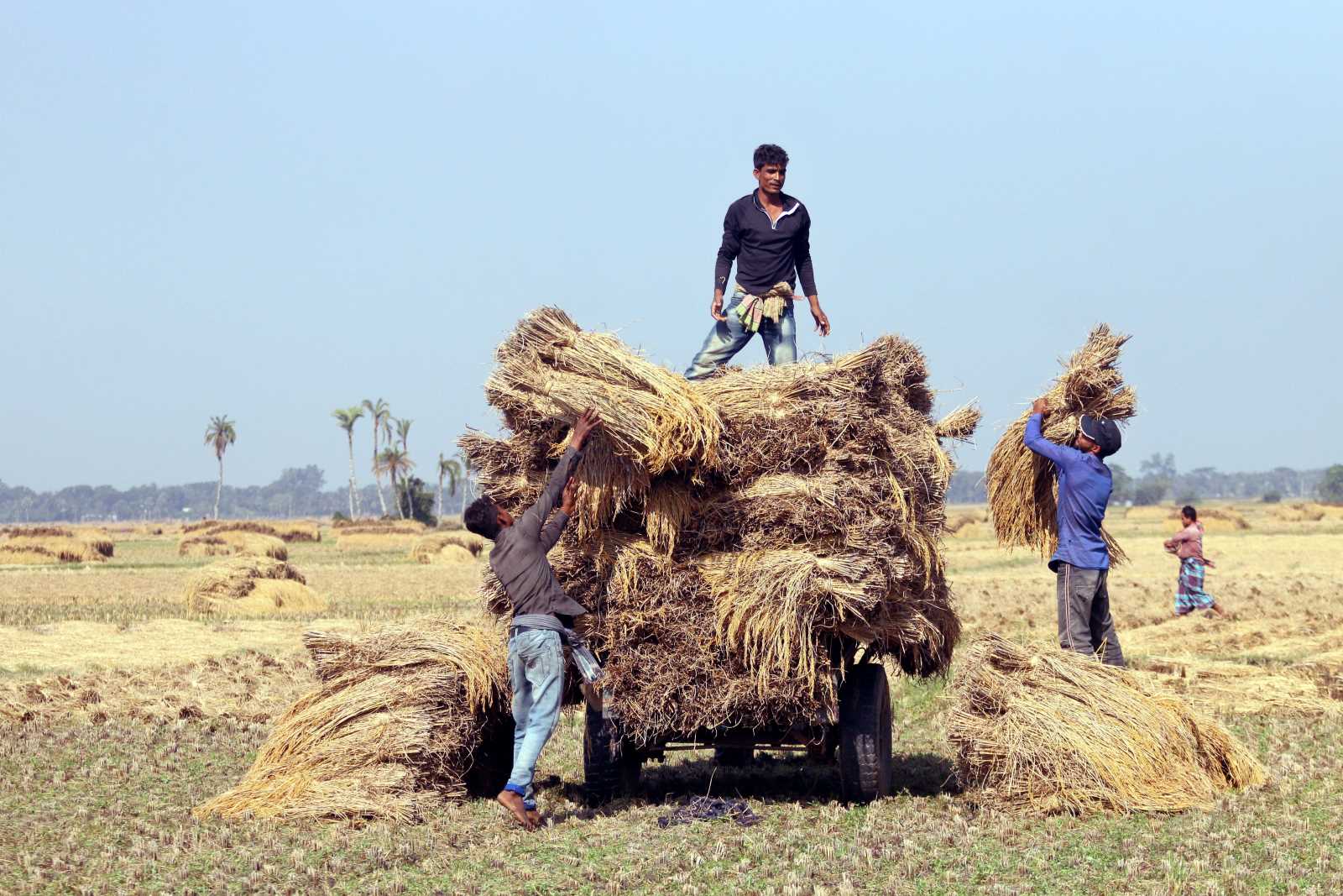 picture alliance / ZUMAPRESS.com / Habibur Rahman In der Landwirtschaft sind Absicherungen gegen Klimarisiken nötig: Reisernte in Bangladesch.