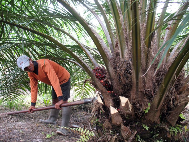 Worker harvesting palm fruit.