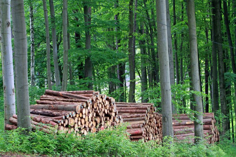 In der Forstwirtschaft bedeutet Nachhaltigkeit, dass nicht mehr Bäume gefällt werden als nachwachsen können.