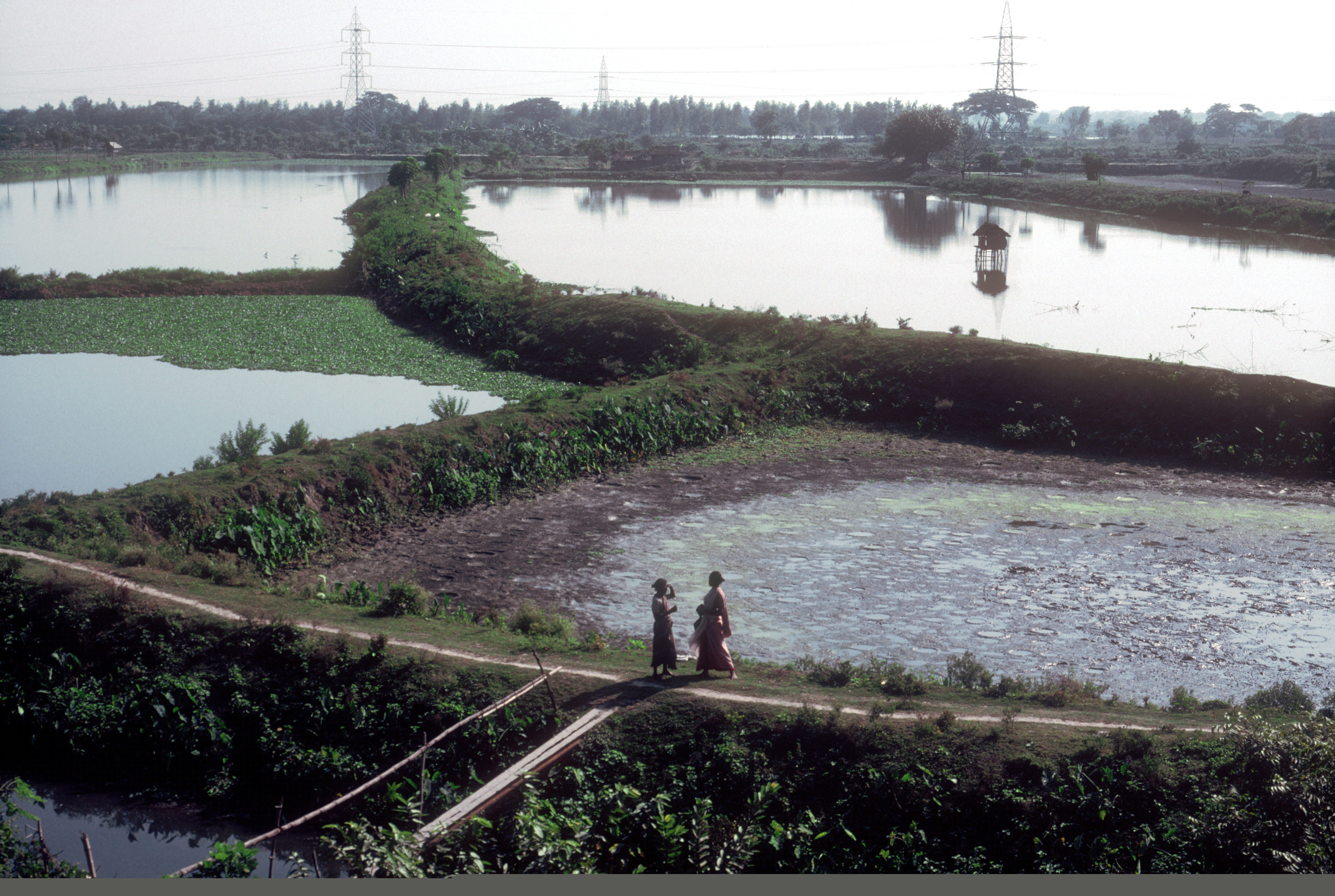 Nectoy / Lineair Without judicial interventions, the wetlands would be gone.