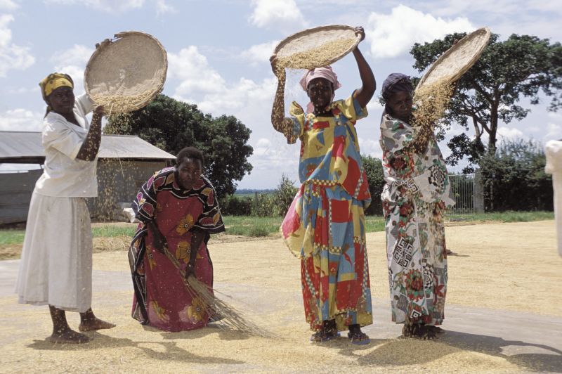 Ugandische Frauen verrichten den Großteil der Feldarbeit, das Land gehört ihnen aber meistens nicht.