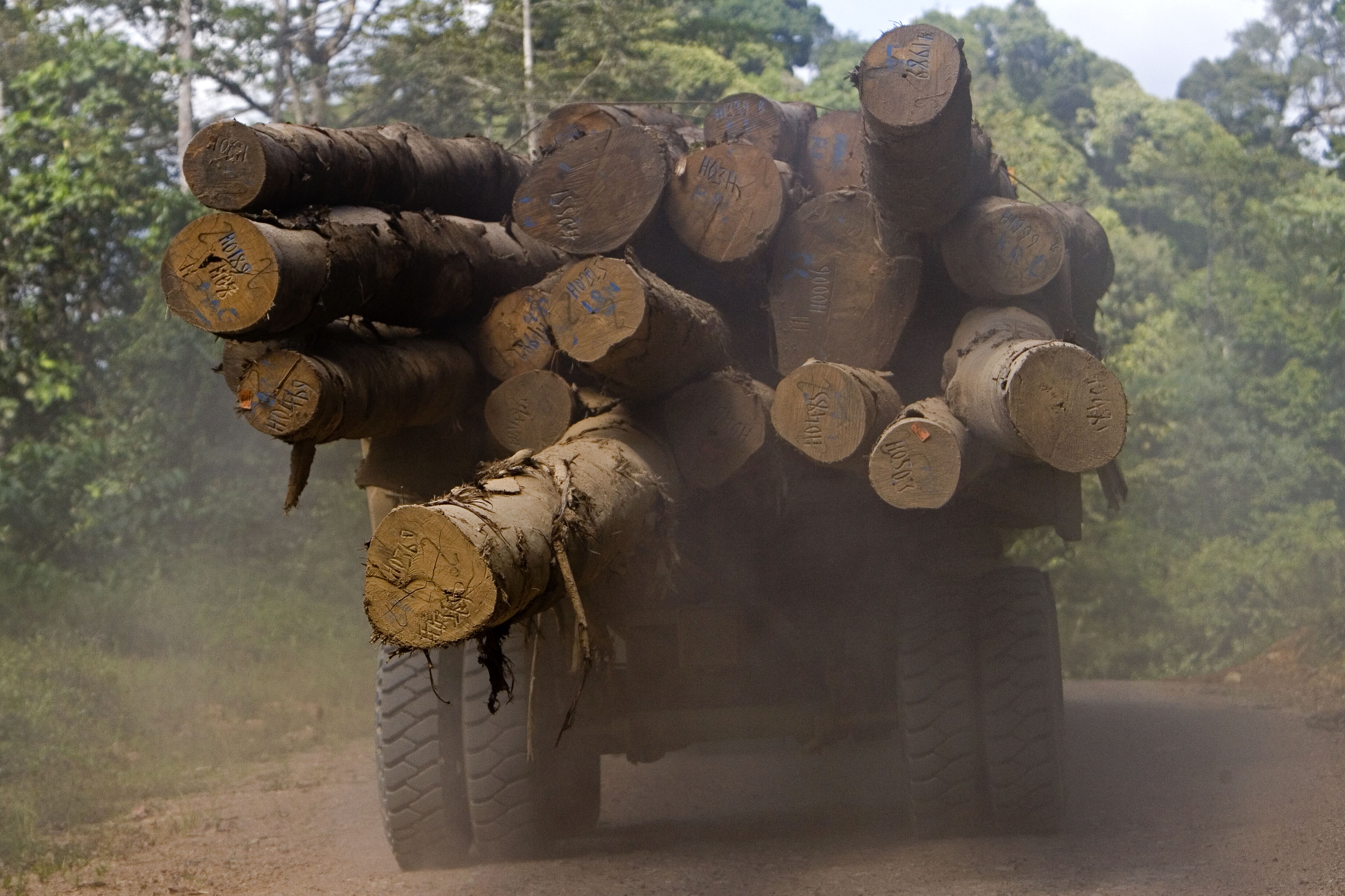 Industrielle Holzverarbeitung treibt die Abholzung an: Lastwagen in Sabah, Malaysia.