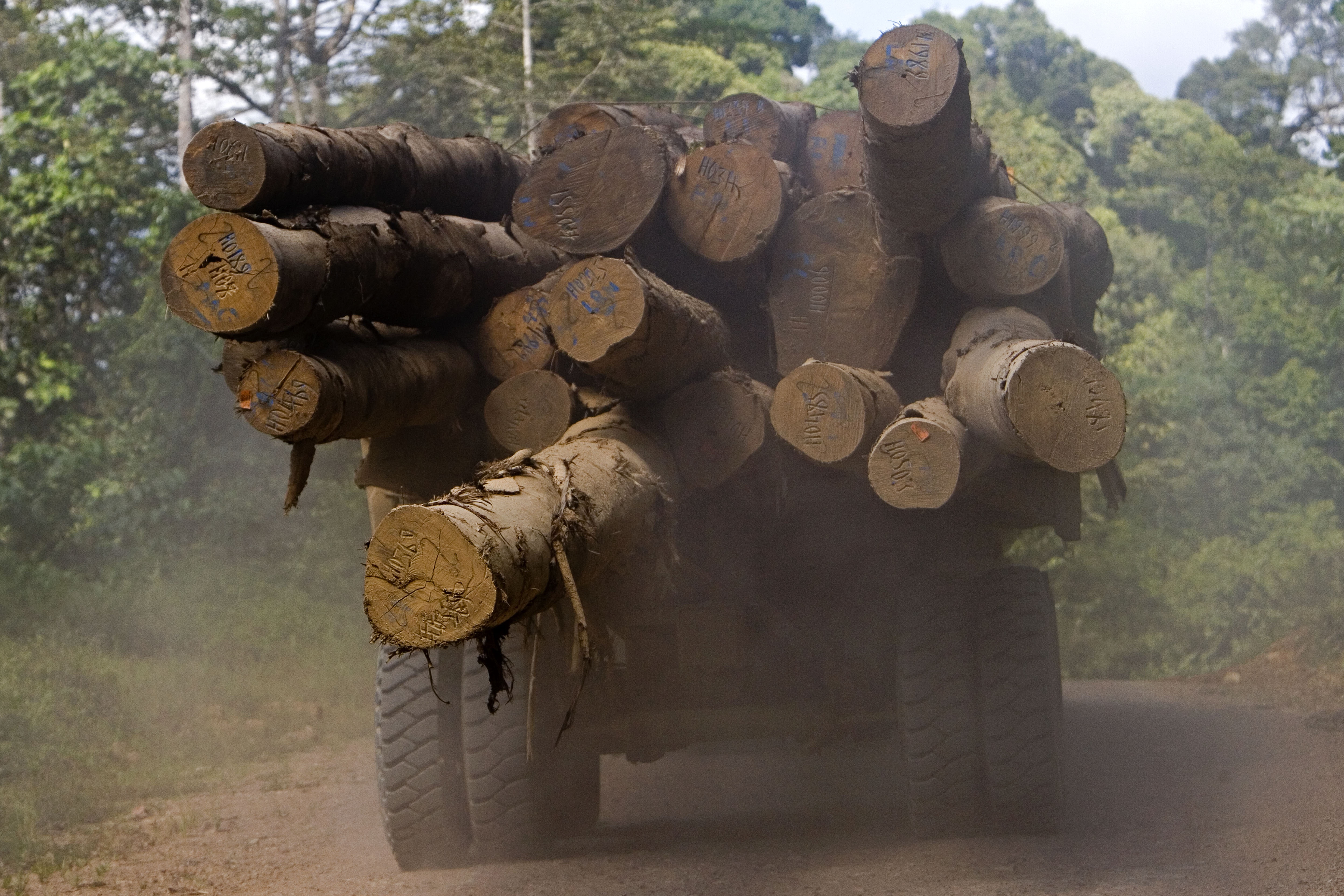 Biosphoto/Gunther Michel/Lineair Industrielle Holzverarbeitung treibt die Abholzung an: Lastwagen in Sabah, Malaysia.