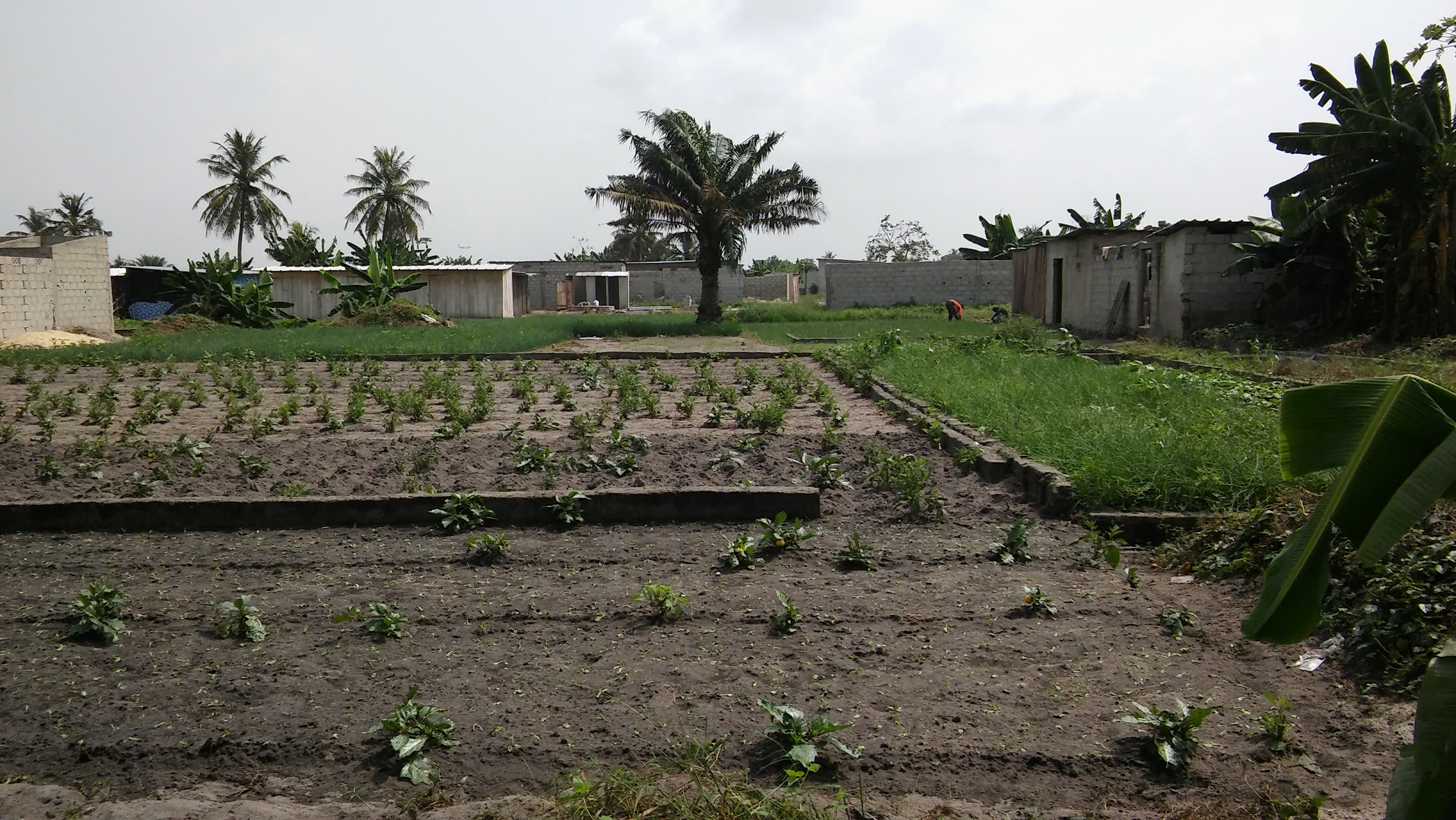 Irit Ittner Unplanned settlements are displacing informal vegetable growers in Abidjan.