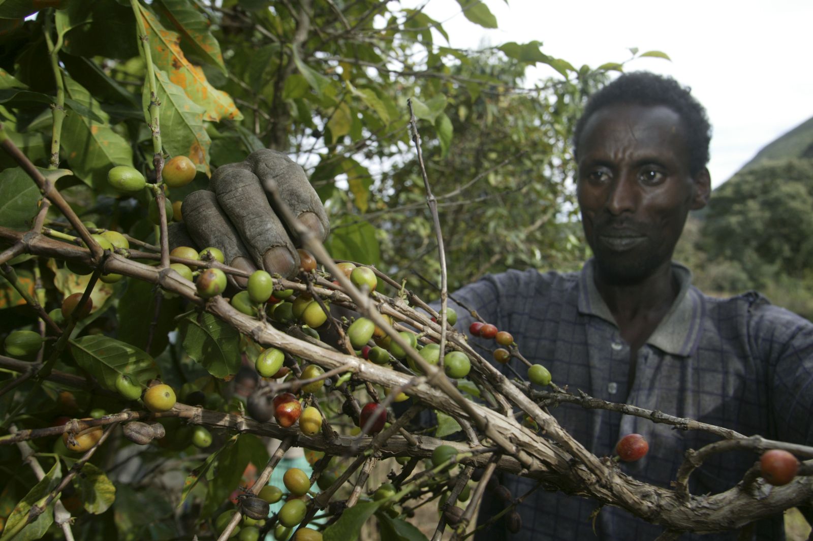 Kaffee ist eines der Hauptexportprodukte Äthiopiens: Bauer im Bezirk Woreda.
