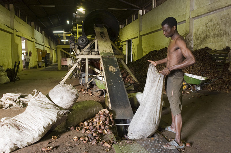 Fabrikarbeiter in der Kopra-Produktion in Quelimane in Mosambik. Aus Kopra, getrocknetem Kokosfleisch, wird Kokosöl gewonnen.