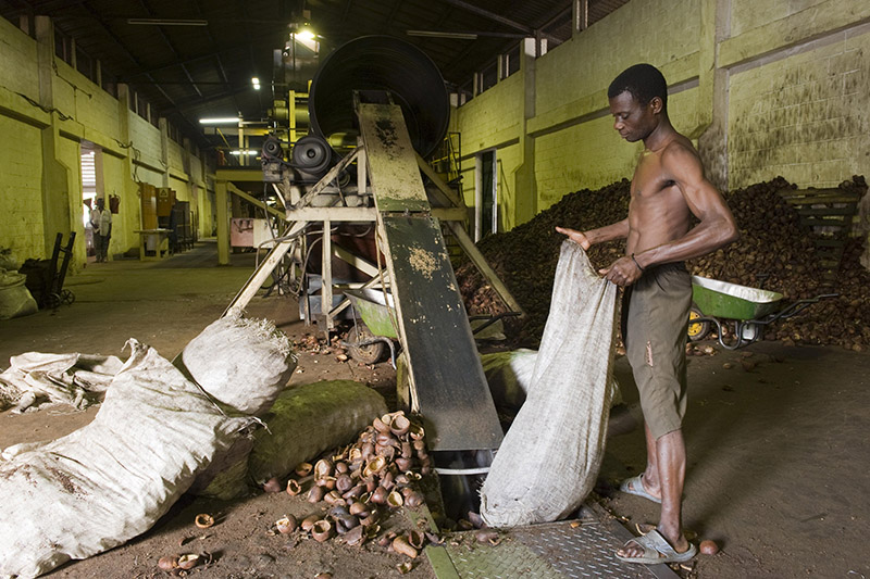 Doering/picture-alliance/imageBROKER Factory worker employed in copra production in Quelimane, Mozambique. Copra is dried coconut flesh that is used to make coconut oil.