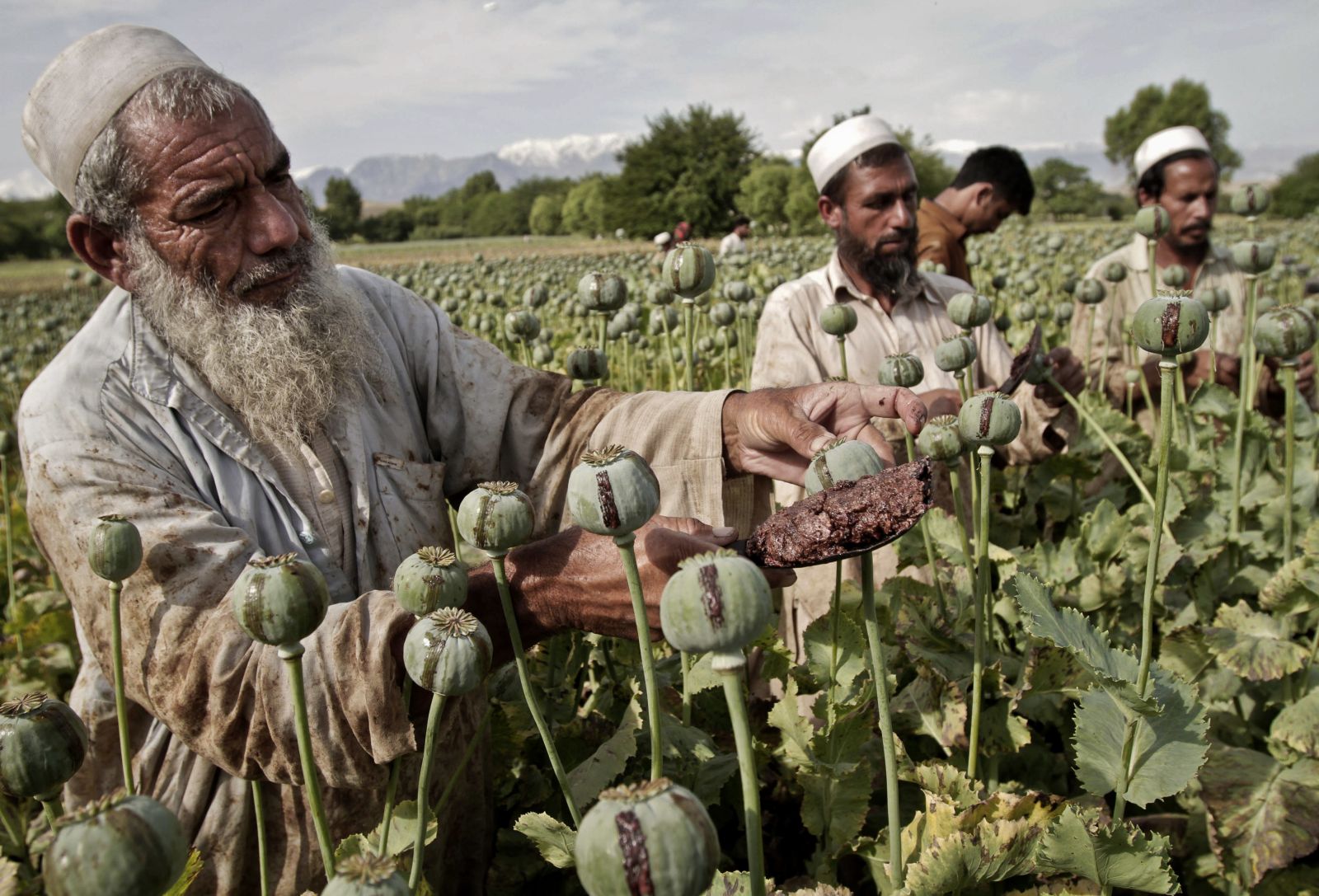 Afghan farmers harvesting opium.