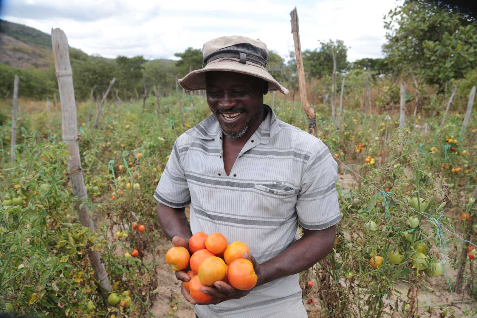 picture-alliance/EPA-EFE/AARON UFUMELI Small-scale farmer in Zimbabwe.