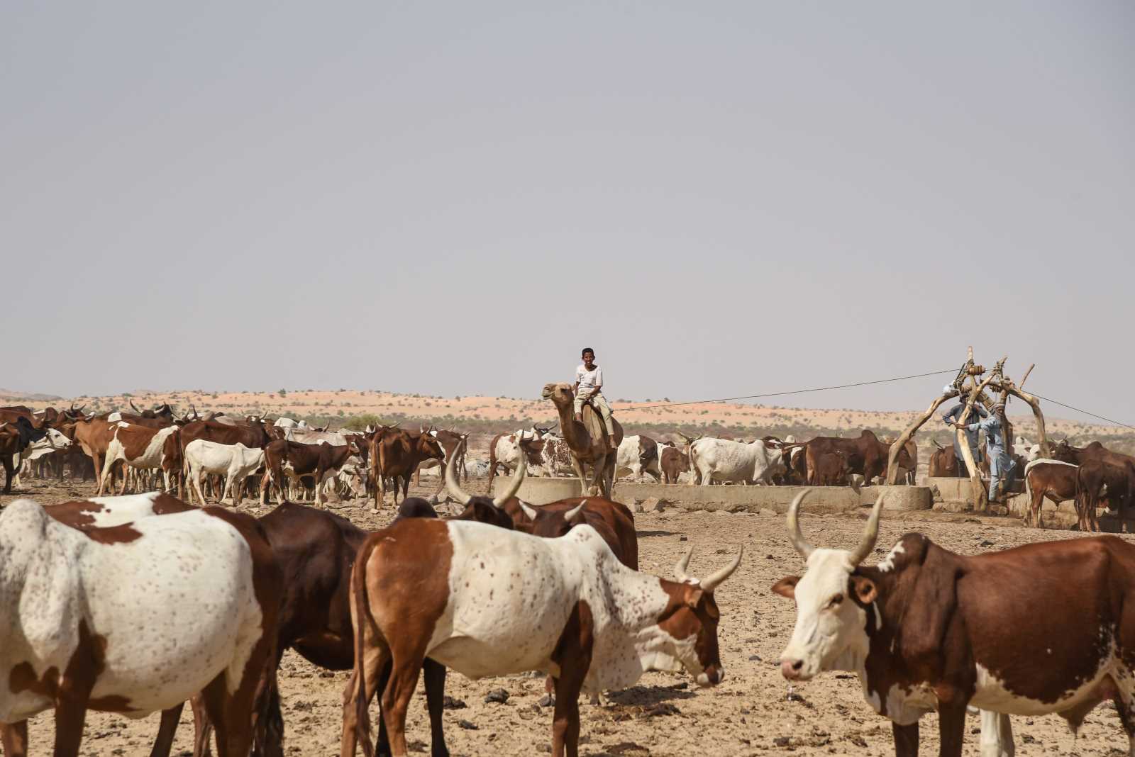 picture alliance/dpa/MAXPPP / Nicolas Remene / Le Pictorium When a family member joins an extremist group, the cattle are safe: herders near Mopti in 2019.