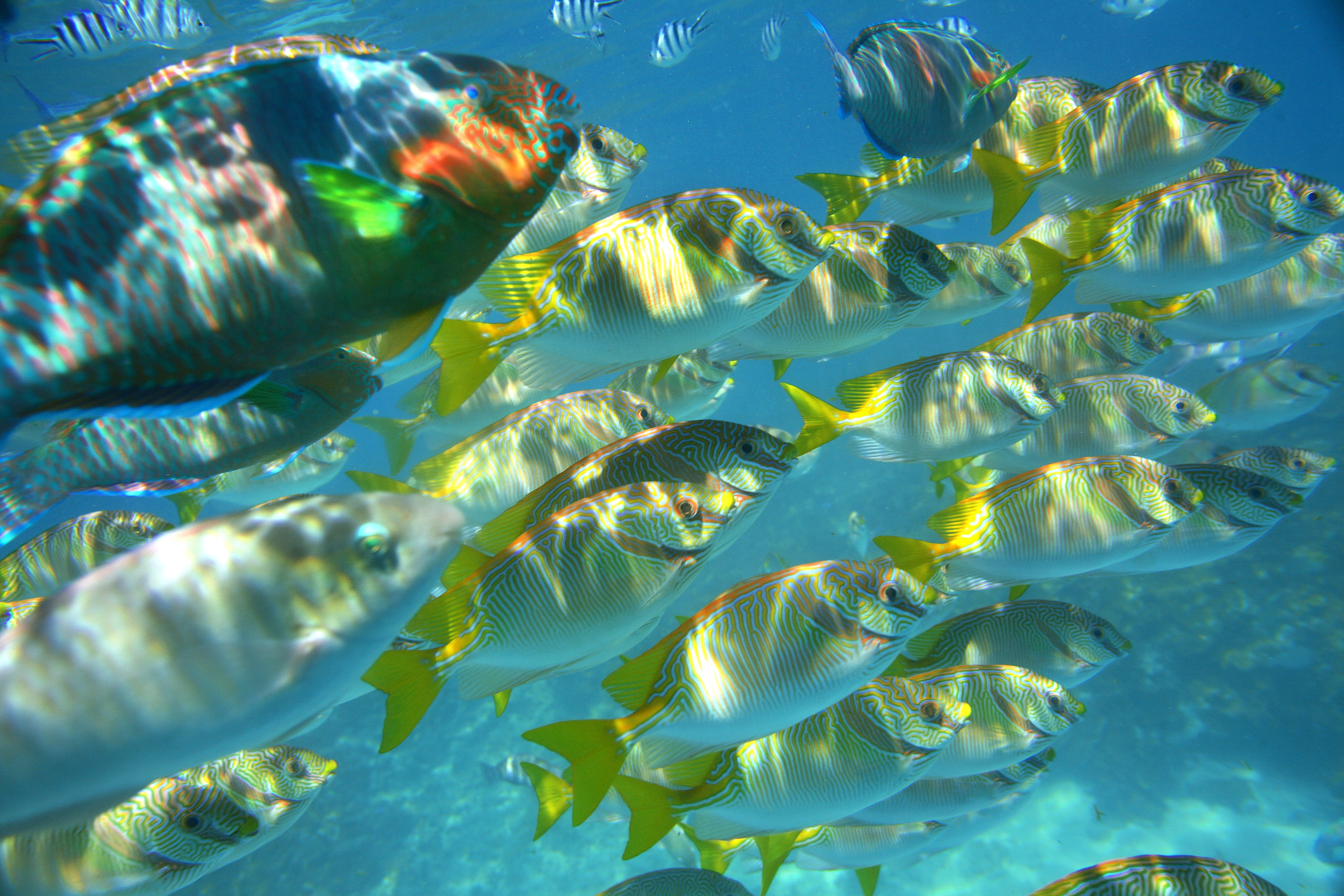 The conservation of biodiversity is a challenge no country can rise to on its own: coral fish off the coast of Tuvalu.