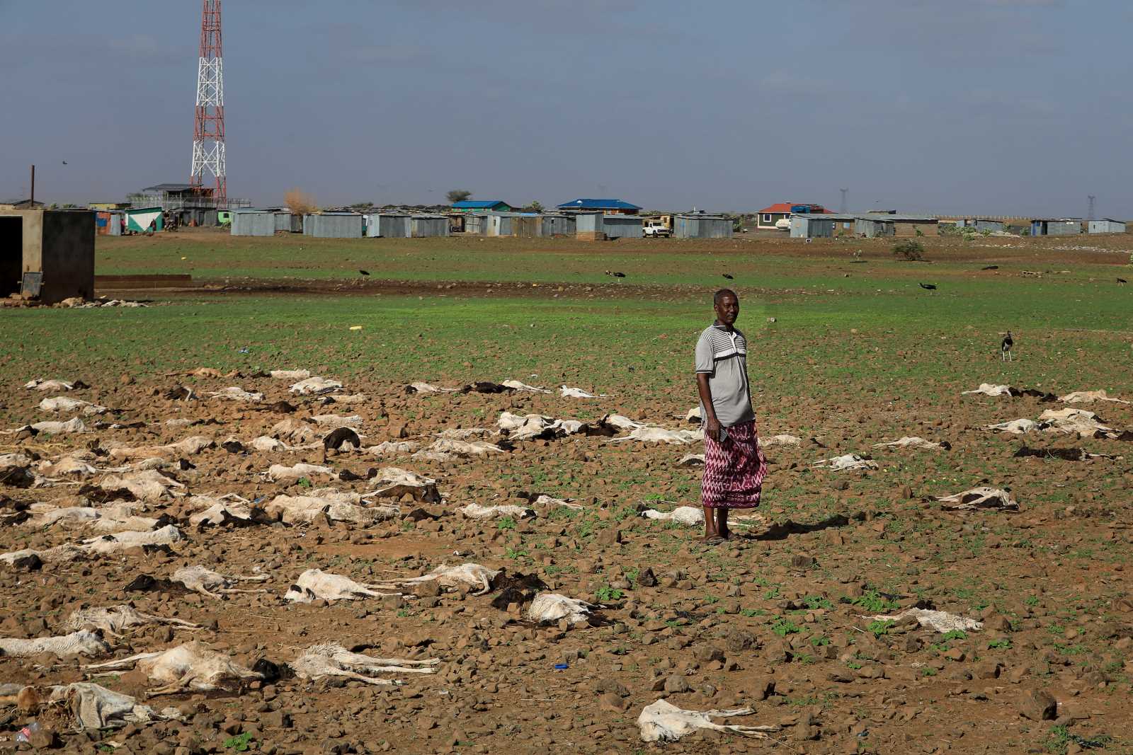 picture alliance / EPA / Daniel Irungu A pastoralist stands among goats and sheep that presumably died of exposure to extreme weather in Kenya, 2022.