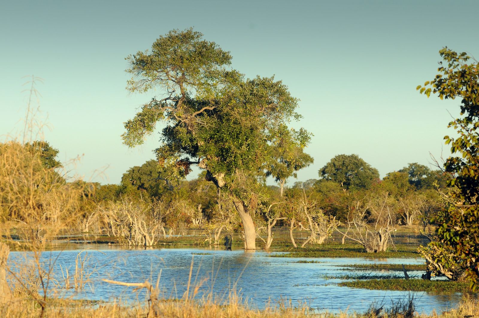 Tödt/picture-alliance/dpa In Feuchtgebieten wie dem Okavango-Delta in Botswana besteht noch immer ein hohes Risiko, an Malaria zu erkranken.