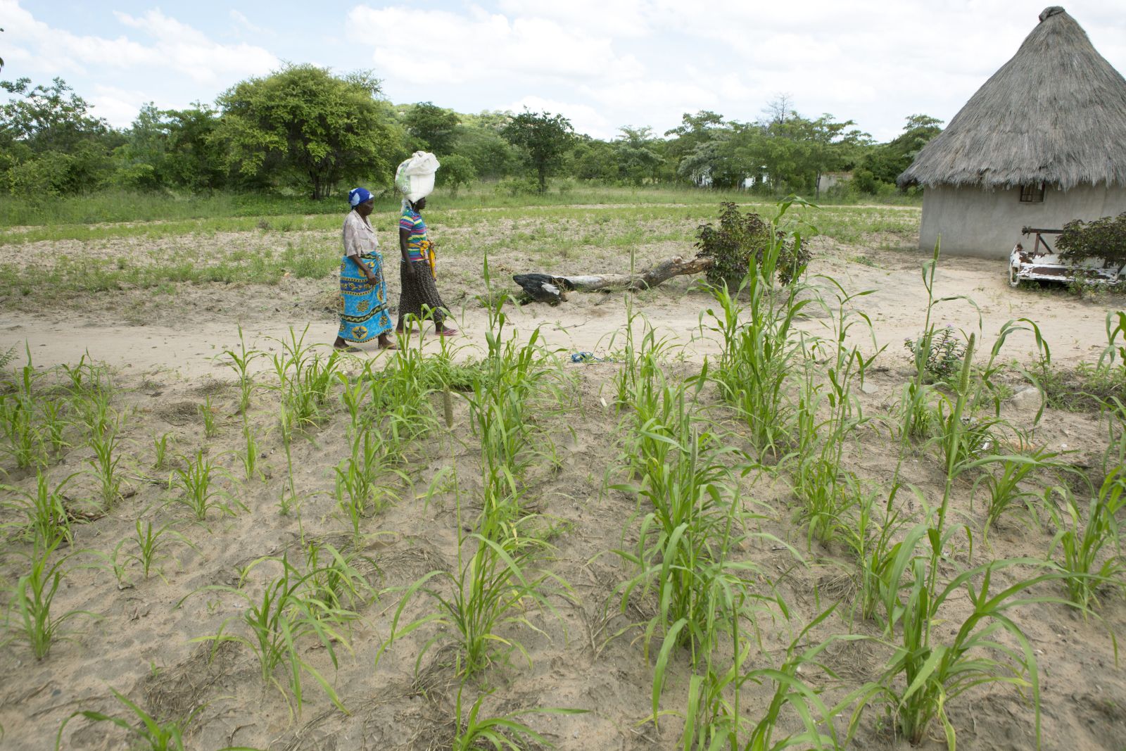 Simbabwe erleidet das dritte Dürrejahr in Folge.