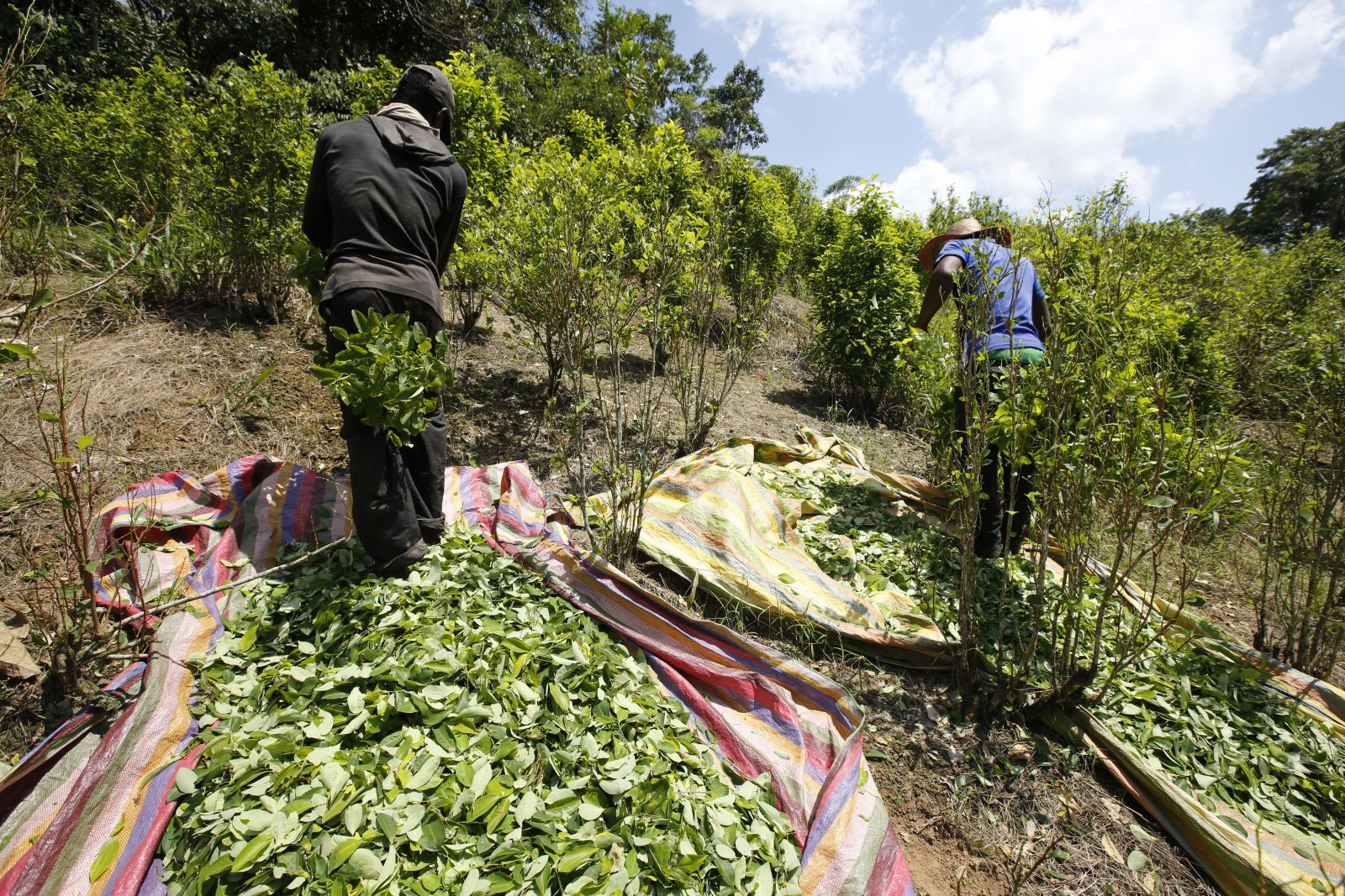 Fernando Vergara/picture-alliance/AP Photo Kokaernte in Putumayo.