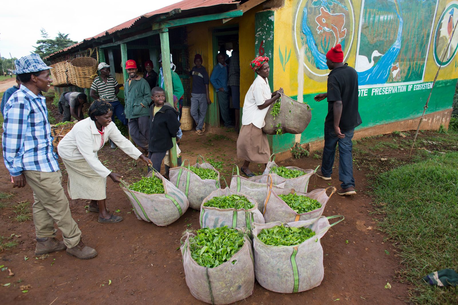 Fair wages and trade could decisively reduce poverty: tea production in Kenya.