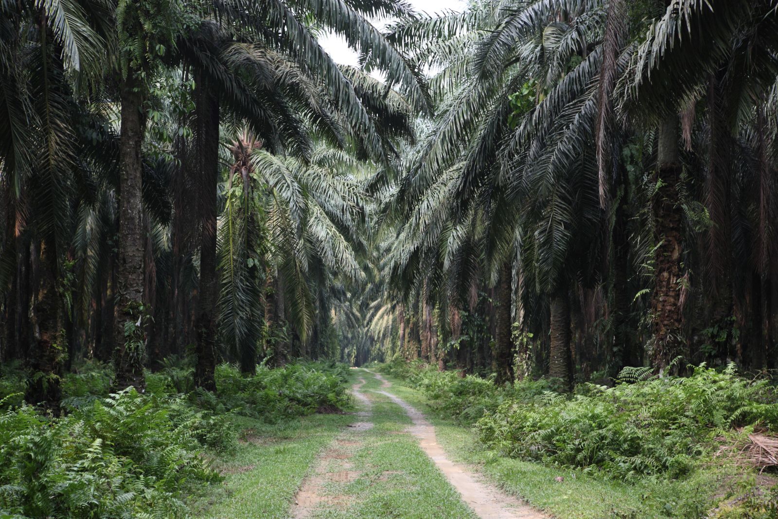 Natural forests have given way to palm oil plantations.