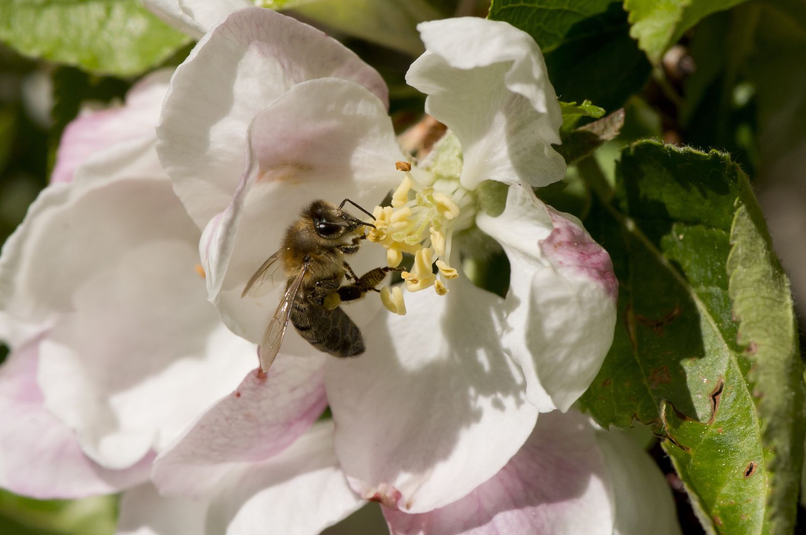 Steen Drozd Lund/Lineair Bienen sind die wichtigsten Bestäuber.