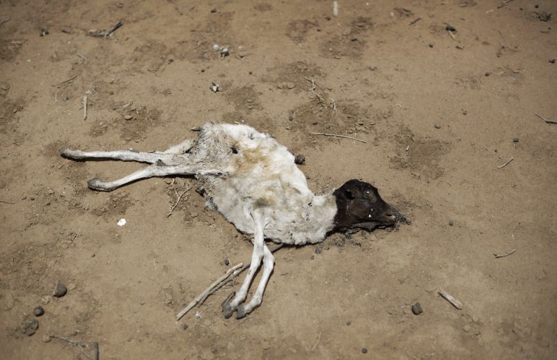 Das Vieht stirbt zuerst: totes Schaf an Kenias Grenze zu Äthiopien. In Ostafrika herrscht Hungersnot.