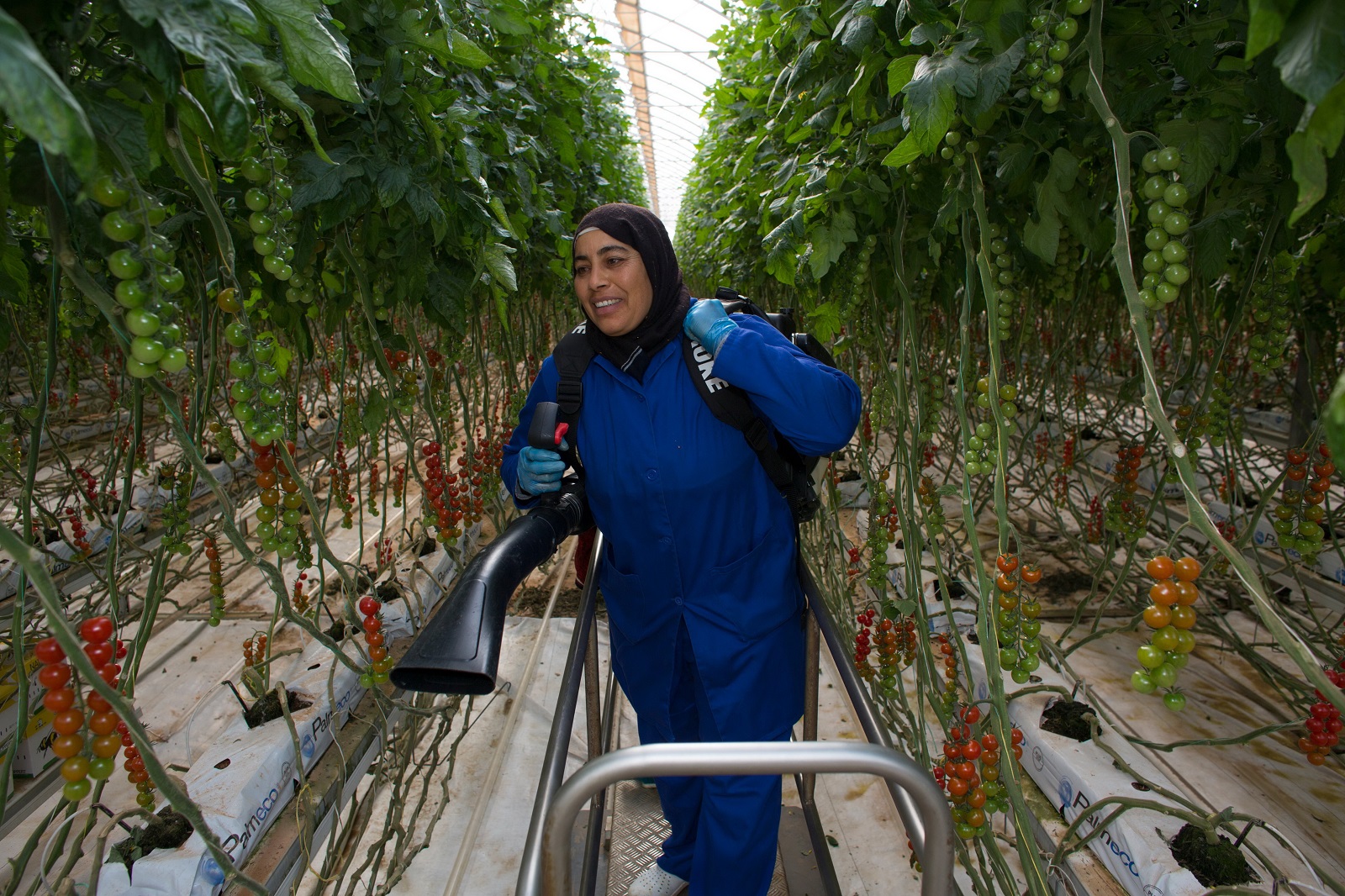 Ton Koene/Lineair Unternehmen wie dieser niederländische Gemüseproduzent in Tunesien fehlen in der MENA-Region.