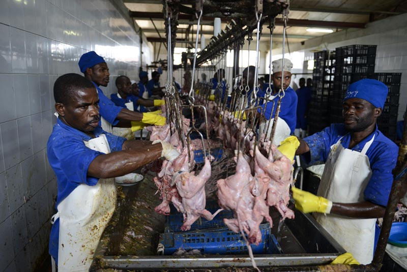 The growing global demand for meat can only be met by  a sharp increase in industrialised intensive livestock farming. Poultry production in Mozambique.