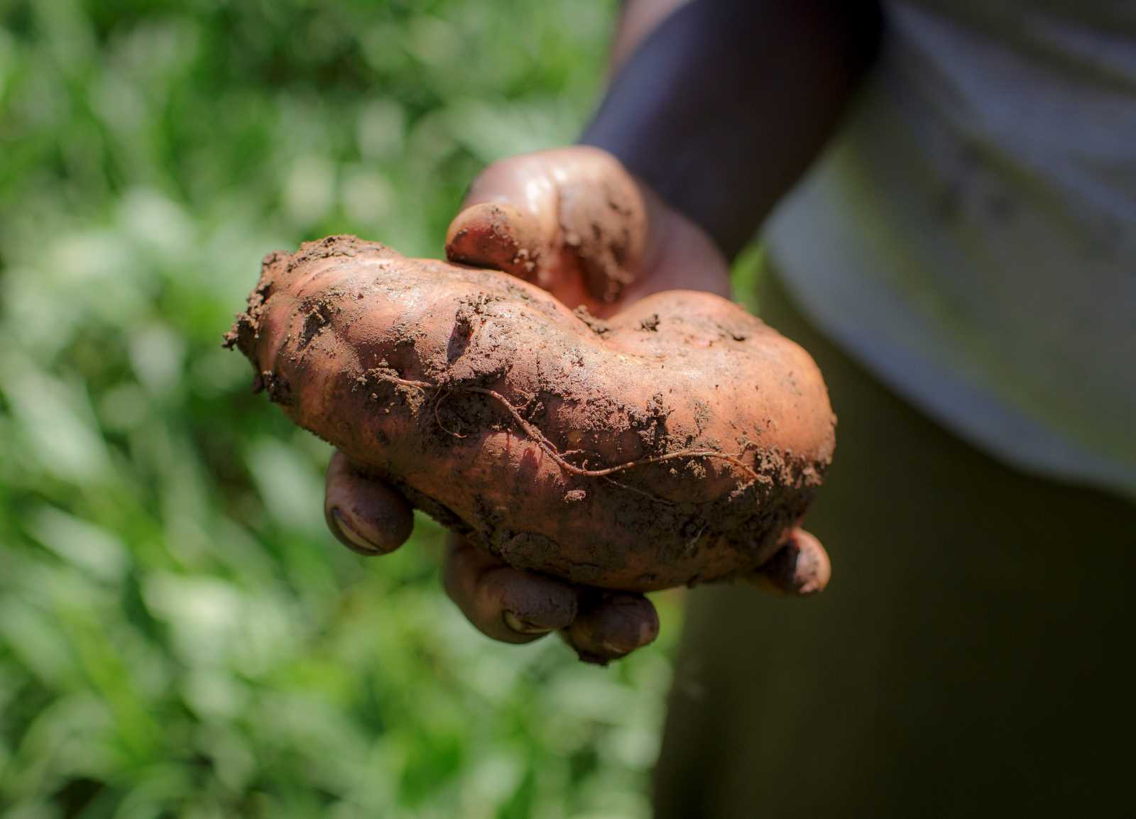 Orange-fleshed sweet potatoes are popular in East Africa.