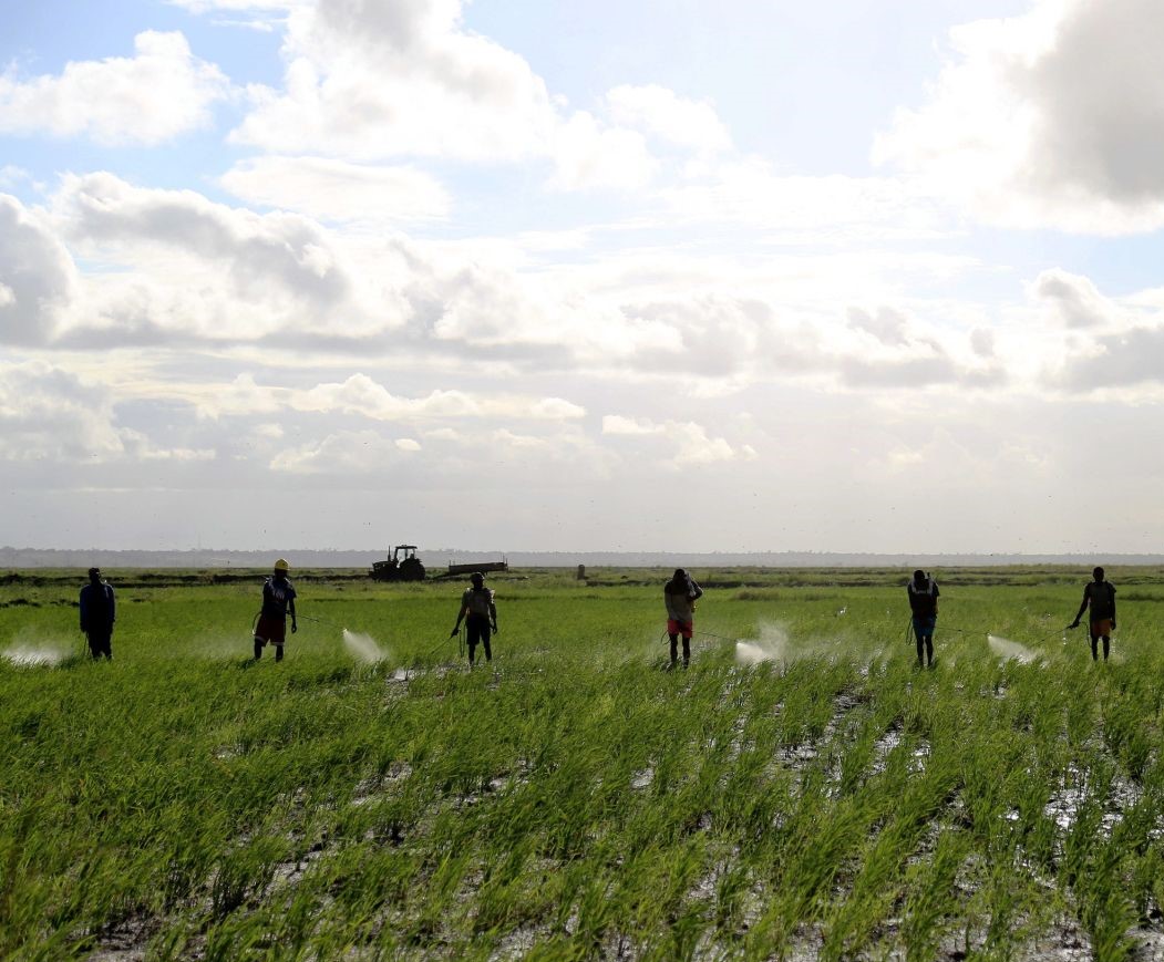 Farmers spraying pesticides on a rice field in Mozambique.