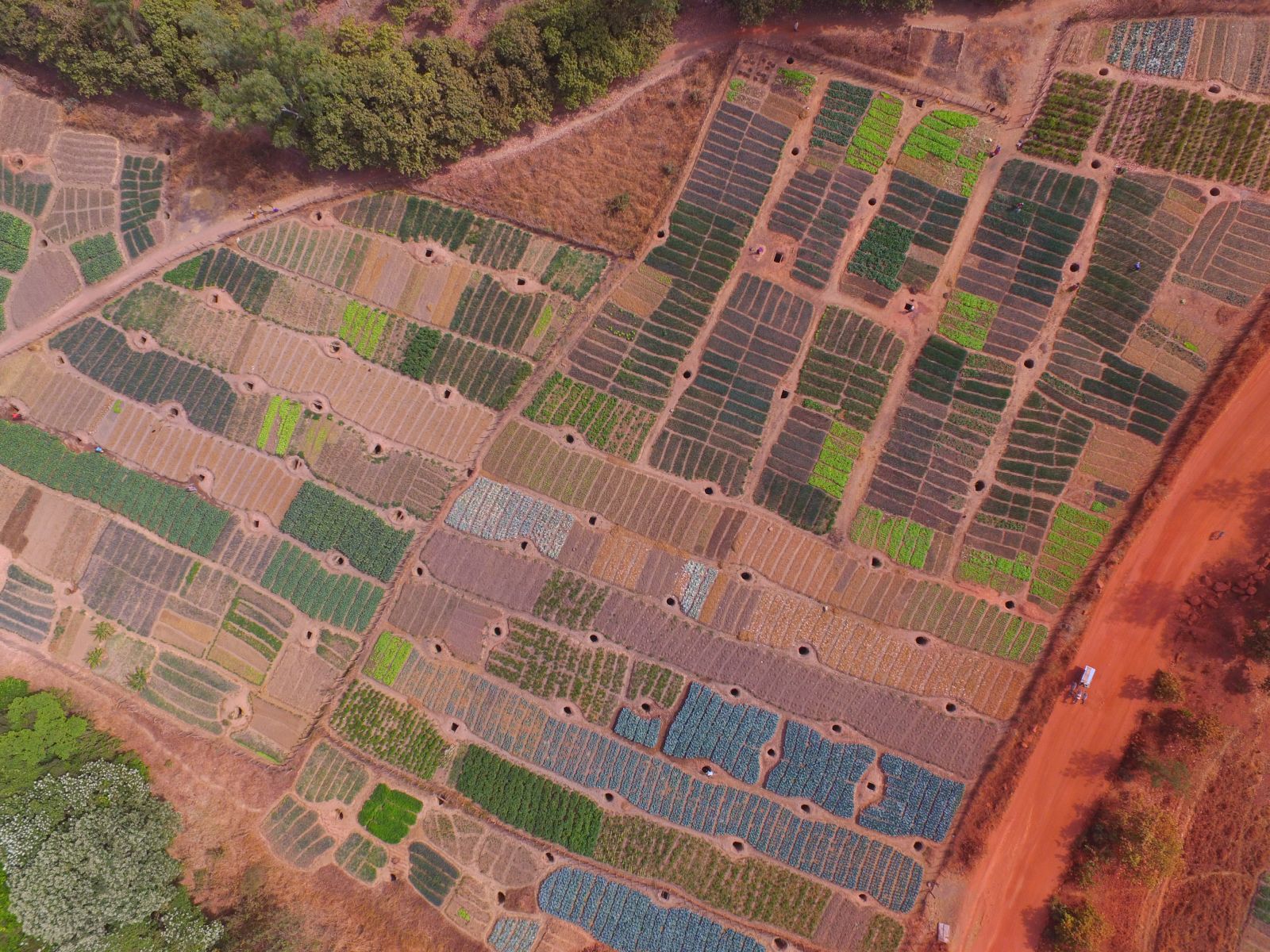 The image, taken with a surveying drone, allows KfW to evaluate an irrigation project in the Sikasso region of Mali. The colours indicate the different crops: cabbage is blue, lettuce light green, onions dark green.