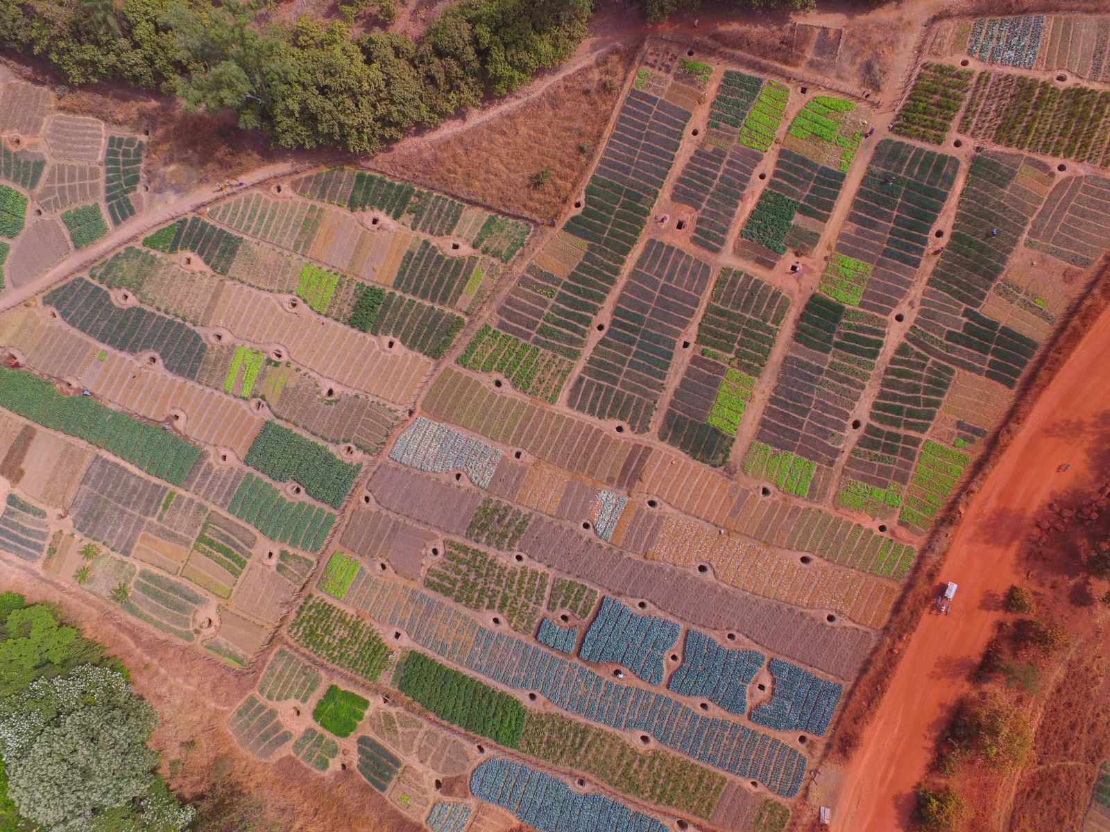 KfW Bankengruppe/AHT Group GmbH The image, taken with a surveying drone, allows KfW to evaluate an irrigation project in the Sikasso region of Mali. The colours indicate the different crops: cabbage is blue, lettuce light green, onions dark green.