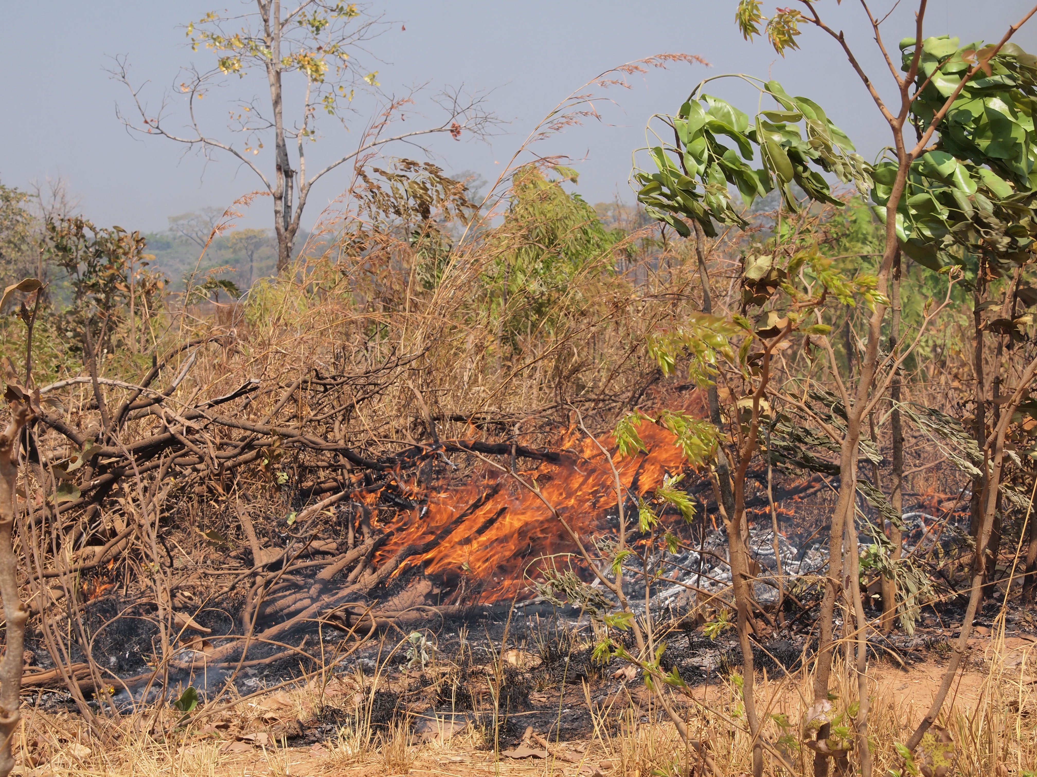 Im südlichen Afrika praktizieren die Kleinbauern den traditionellen Brandrodungsfeldbau.