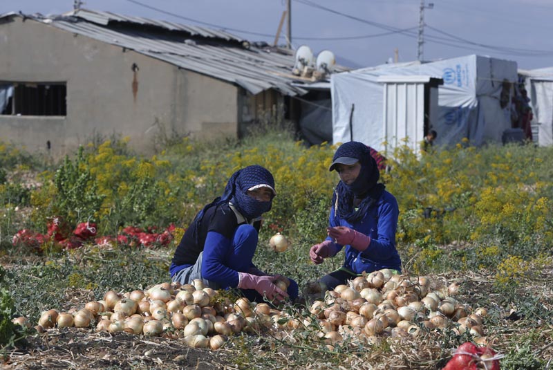 Syrische Flüchtlinge arbeiten im Bekaa-Tal häufig als Erntehelfer: Frauen bei der Zwiebelernte.