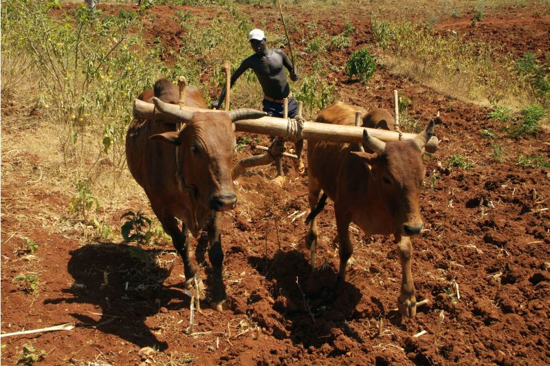Ethiopian farmer ploughing with oxen.