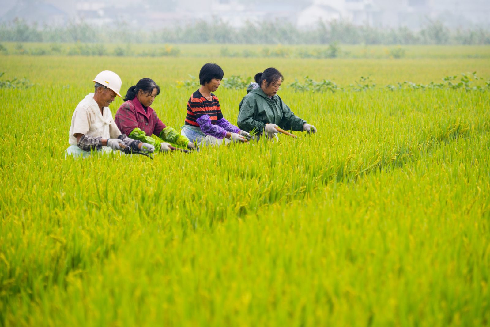 picture-alliance/ZUMAPRESS.com/Xu Jinbo By 2018, agriculture only accounted for a little more than a quarter of the labour force in China.