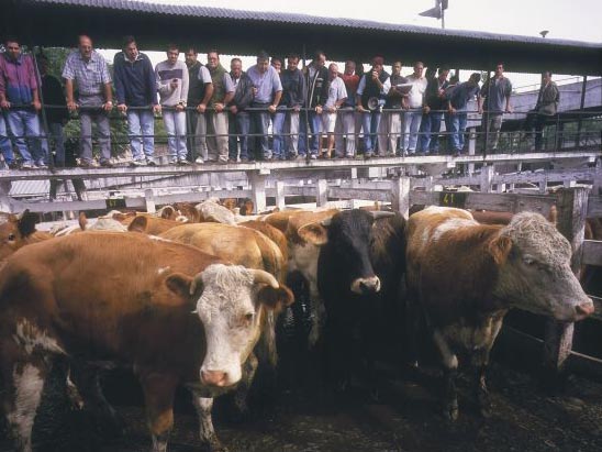 Cattle auction in Buenos Aires, Argentina.