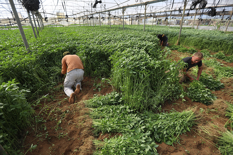 In vielen Weltgegenden ist sie unbekannt, aber im Nahen Osten, hier im Gaza-Streifen in Palästina, erfreut sich die Gemüsejudenpappel großer Beliebtheit.