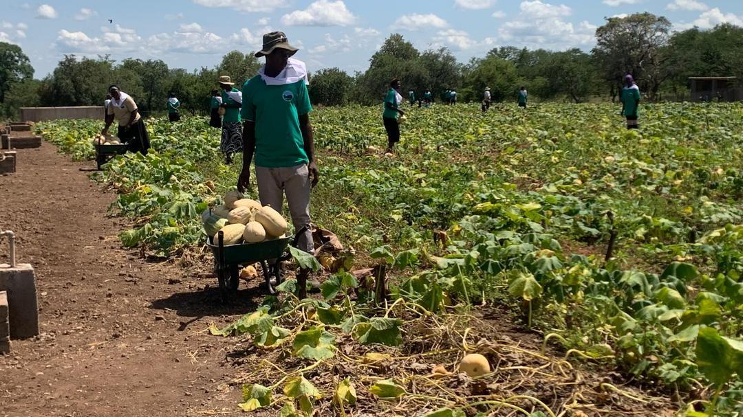 People harvest melon-like squash in a large vegetable field; in front, a man in a green shirt pushes a wheelbarrow full of produce.