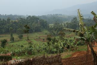 Landwirtschaft in Uganda: Die Nutzung von Gentechnik könnte kleinbäuerliche Betriebe von Konzernen abhängig machen.